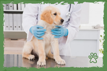 un-buen-veterinario-2.jpg
